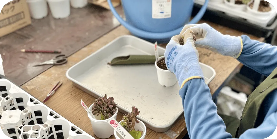 多肉植物の植え替えをしている様子